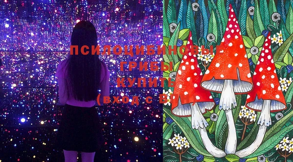 прущие грибы Коряжма